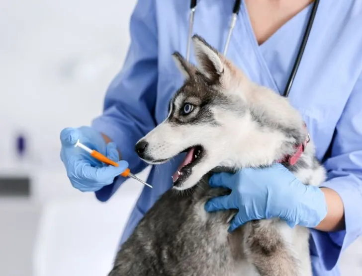 koszty weterynarza czipowanie szczepienie psa