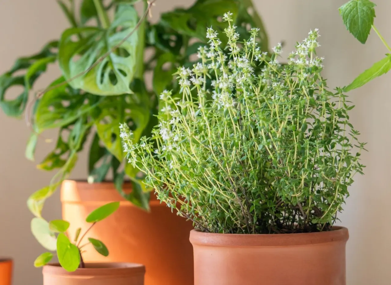 doniczka z drenażem i ziemia do tymianku