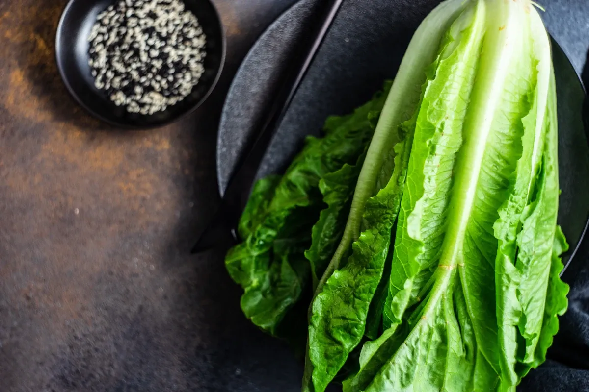 różne rodzaje sałat do burgera porównanie