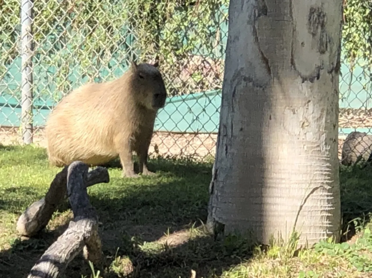 Kapibara w ogrodzie zoologicznym