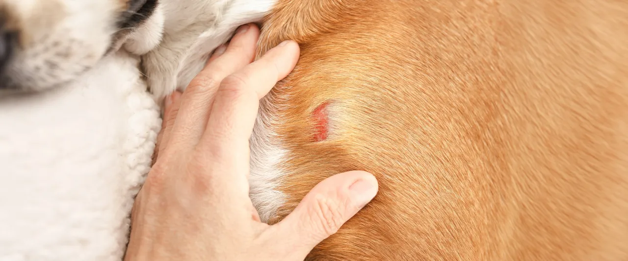 Dezynfekcja miejsca po kleszczu u psa