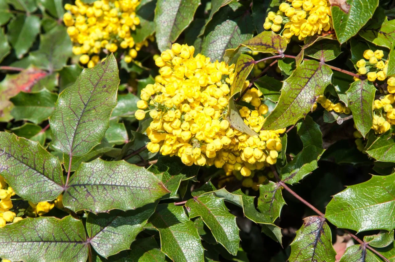 Rośliny nieodpowiednie do mahonii