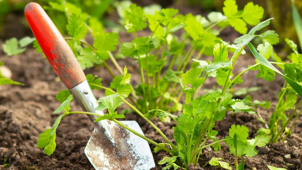 Łopatka ogrodnicza przy świeżych liściach kolendry. Czy kolendra odrasta po ścięciu? Tak, można ją ponownie zebrać!