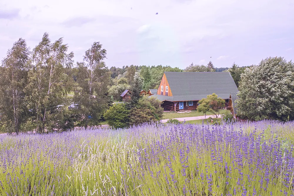 pola lawendy w Polsce lato