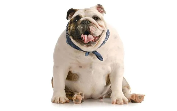 pies z nadwagą lub pies z cukrzycą