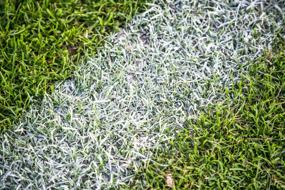 błędy wapnowanie trawnika