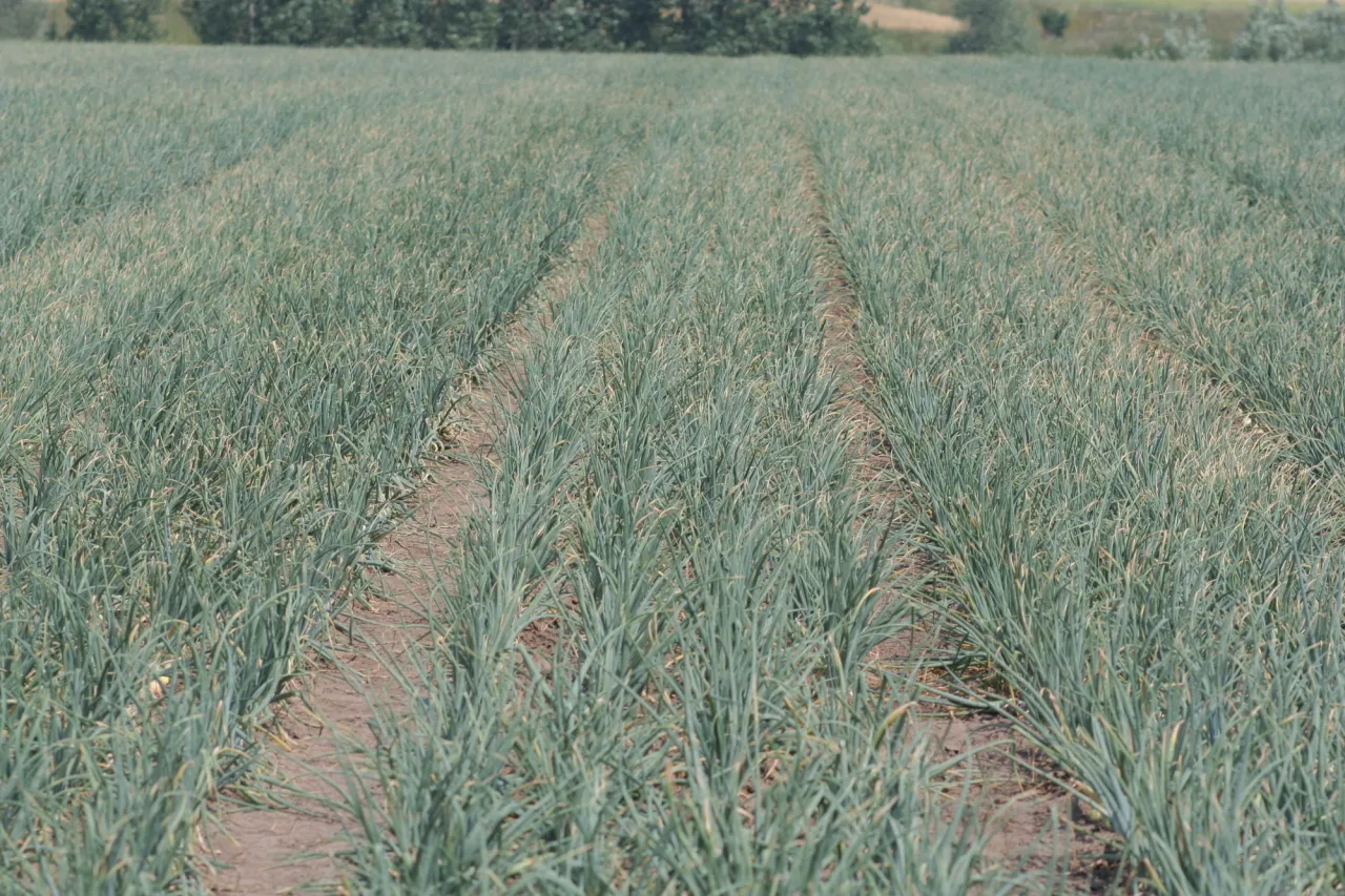 siew cebuli wiosną w rzędach