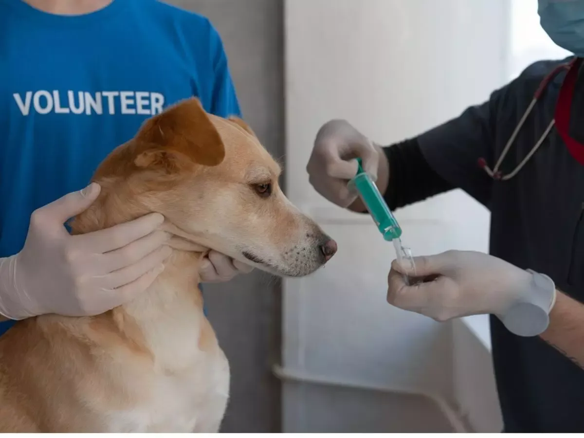 weterynarz podaje zastrzyk psu