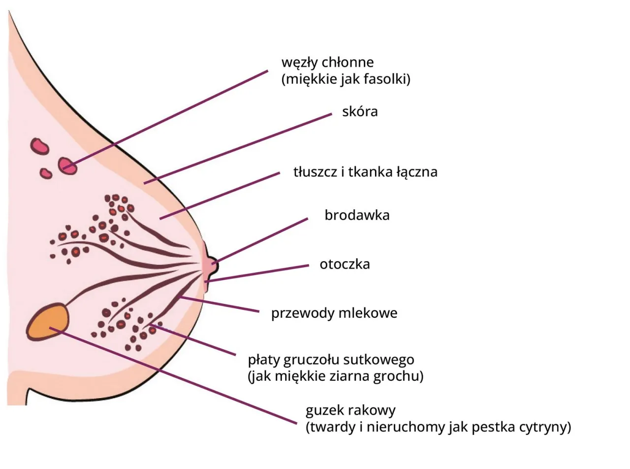 kobieta samobadanie piersi instrukcja, jak prawidłowo badać piersi