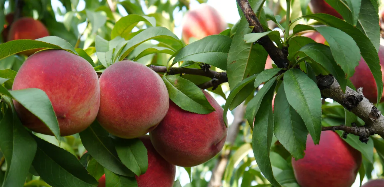 stanowisko dla brzoskwini w ogrodzie