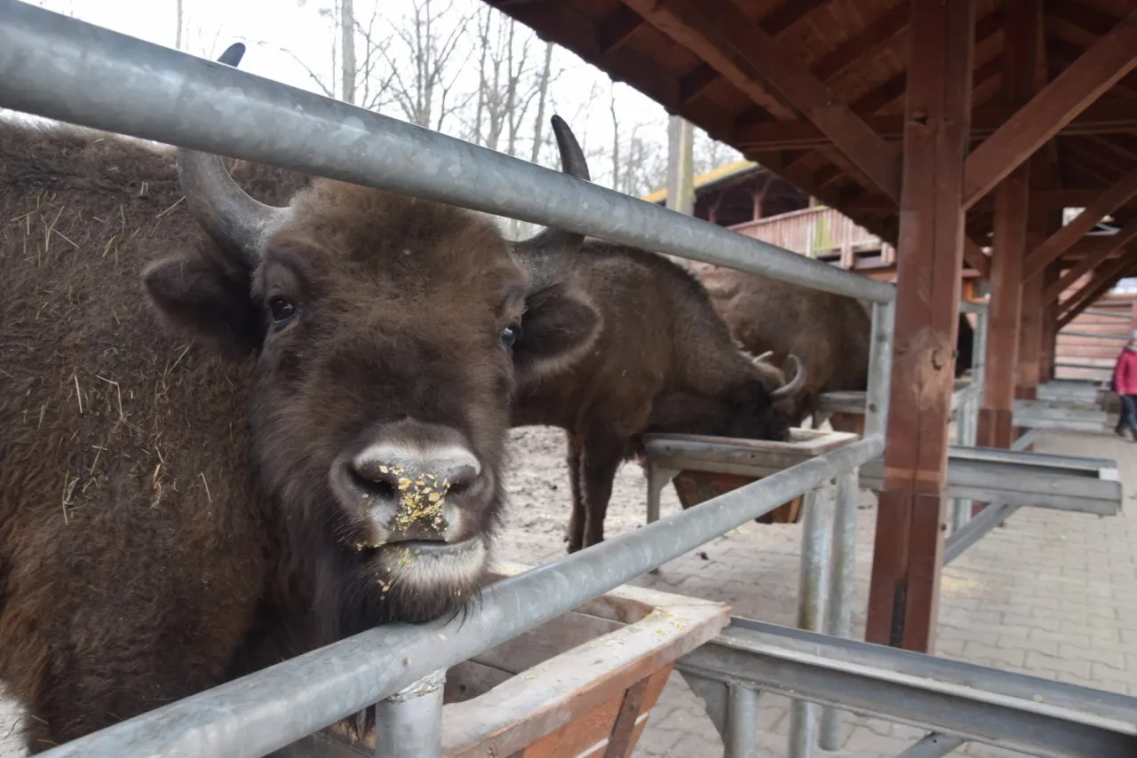 Pokazowe karmienie żubrów Pszczyna