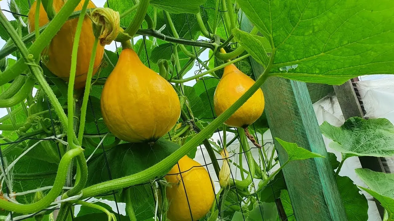 Prowadzenie dyni na jeden pęd vs wiele pęd&oacute;w