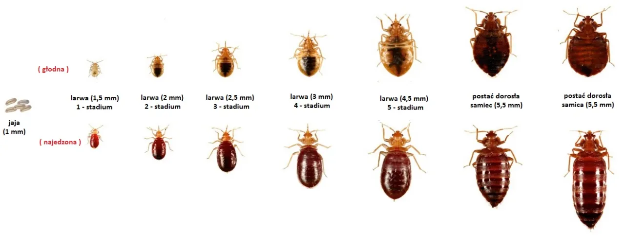 cykl życia pluskwy domowej grafika