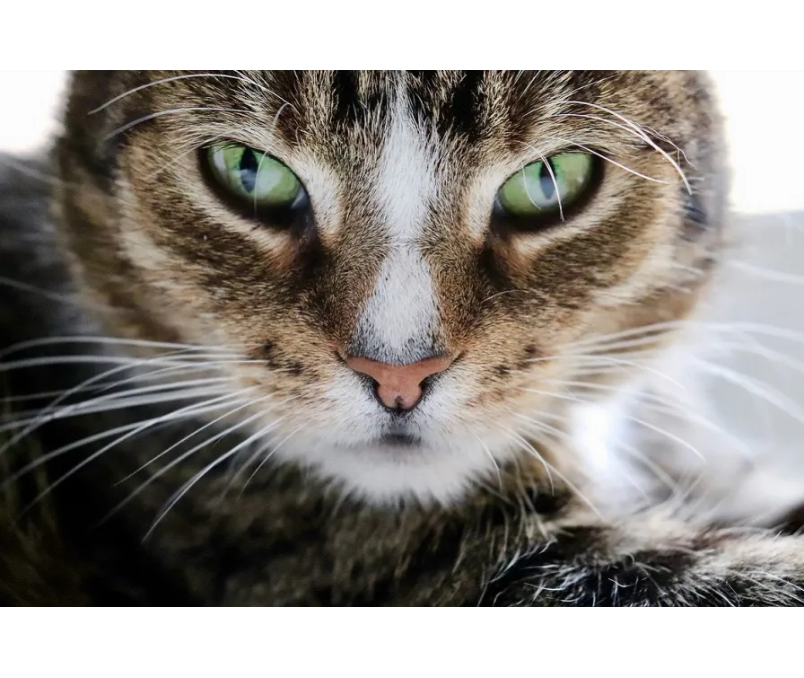 zdrowy kot z lśniącą sierścią i bystrym spojrzeniem