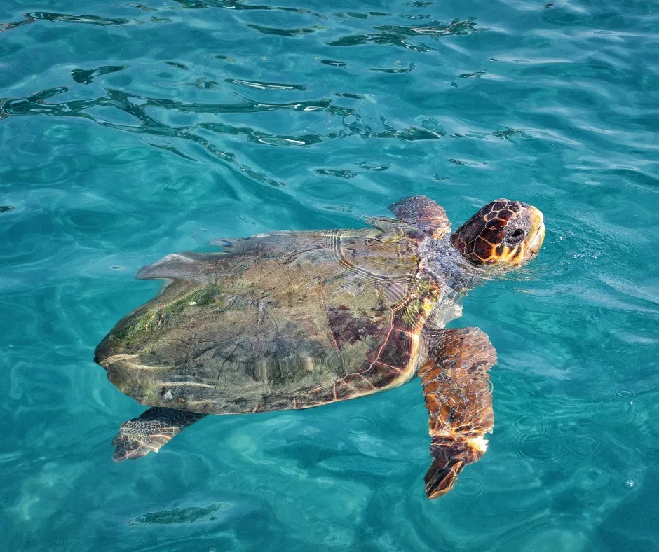 Wyspa Marathonisi żółwie Caretta caretta