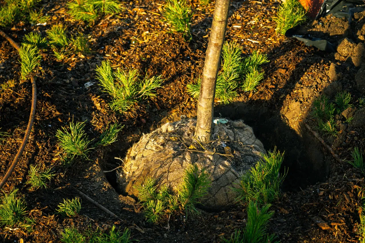 przykładowe nasadzenia drzew na osiedlu