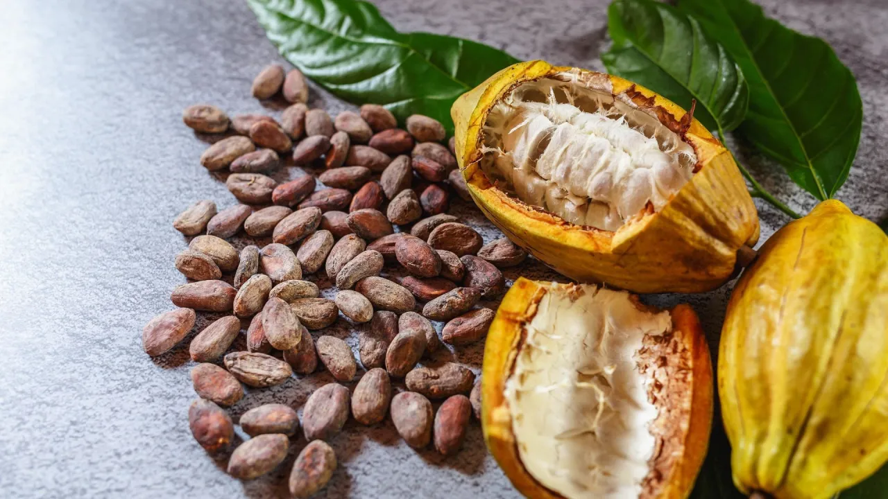 ziarna kakao ceremonialnego i pasta