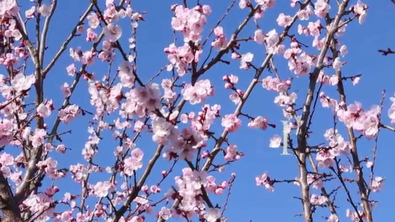 Zdjęcie Jak kwitnie morela? Poznaj tajemnice jej pięknych kwiatów