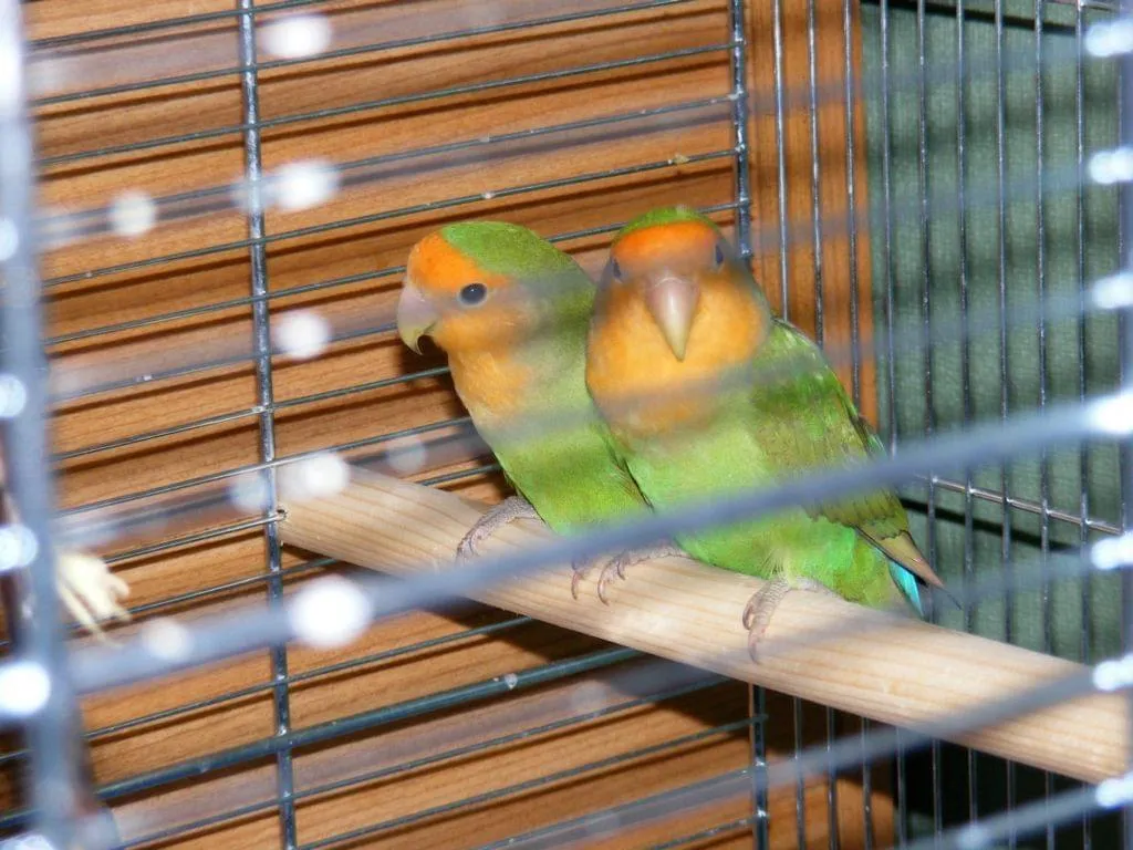 nierozłączki razem w klatce