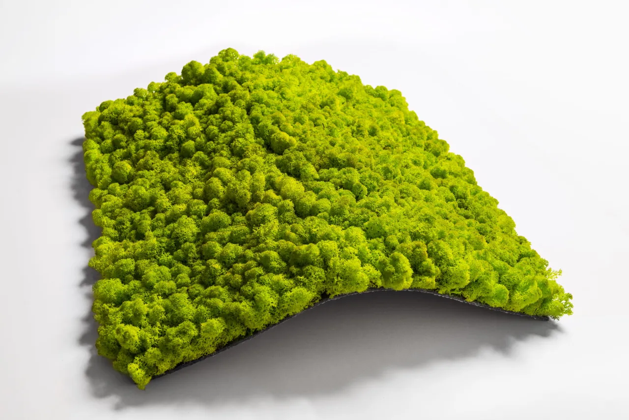 Stabilizowany chrobotek reniferowy