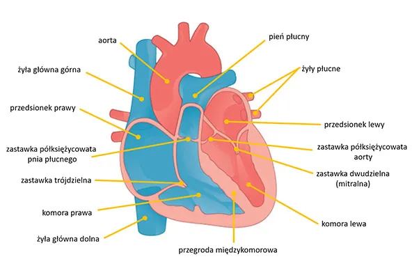 Diagram serca: faza rozkurczu, napełnianie lewej komory, serce zdrowe vs. sztywne