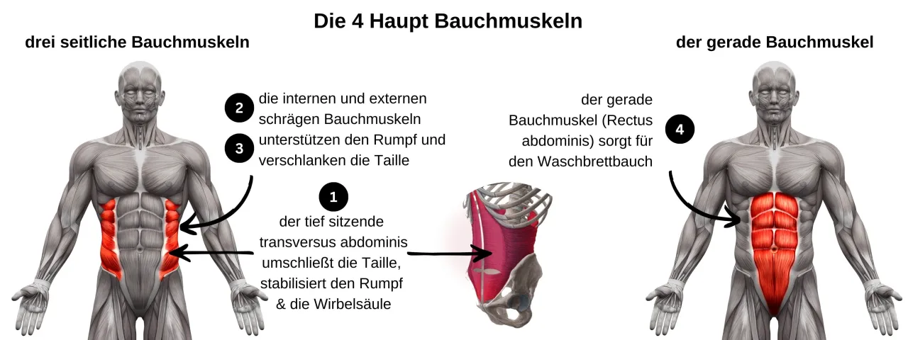 Bauchmuskeln Anatomie und Übungen zuhause