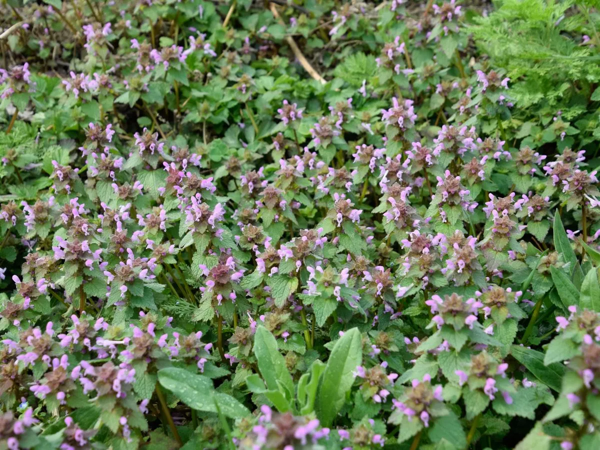 Szkodliwość jasnoty purpurowej w uprawach