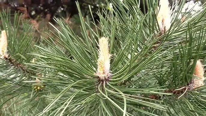 Młode i stare pędy sosny por&oacute;wnanie