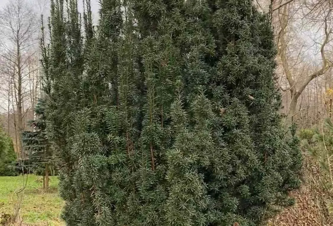 kalendarz cięcia cisa