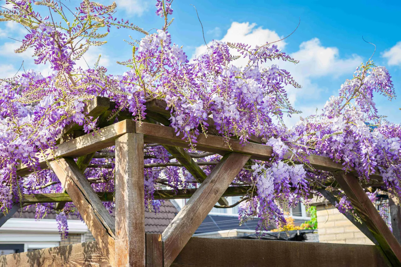 pergola drewniana metalowa murowana wisteria