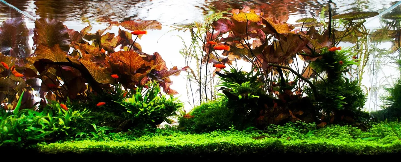 Akwarium roślinne z węglem w płynie