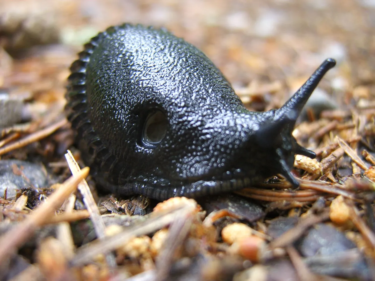 etyka traktowania ślimak&oacute;w