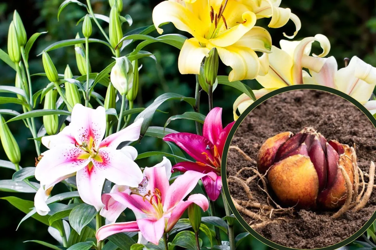 sadzenie lilii wiosną krok po kroku