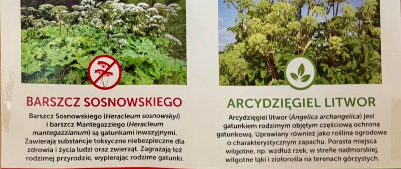 Barszcz Sosnowskiego identyfikacja