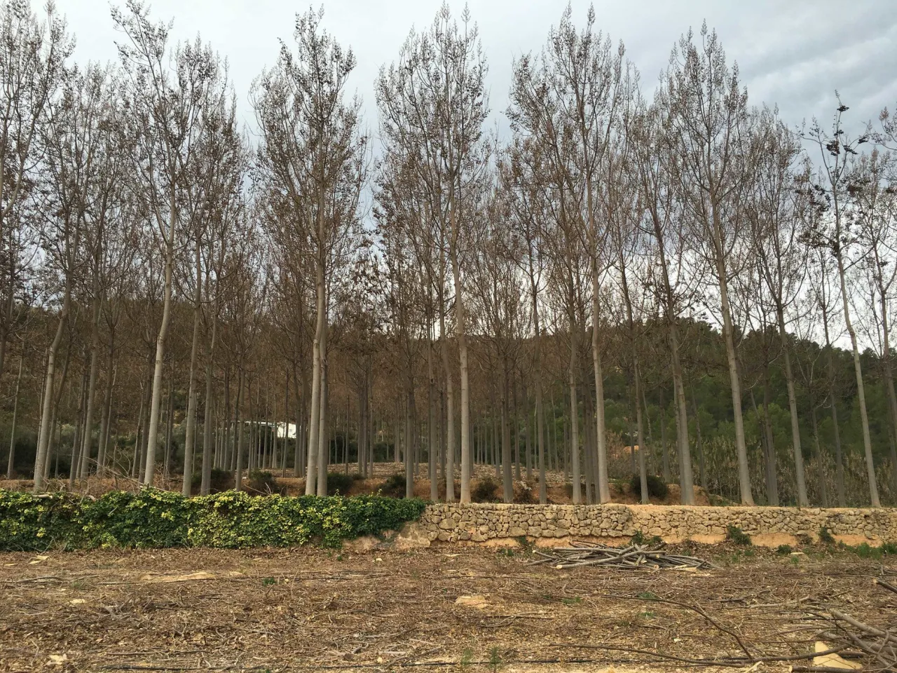 Rząd smukłych drzew, być może drzewo tlenowe, z nagimi gałęziami. Poniżej zielony żywopłot i kamienny murek.