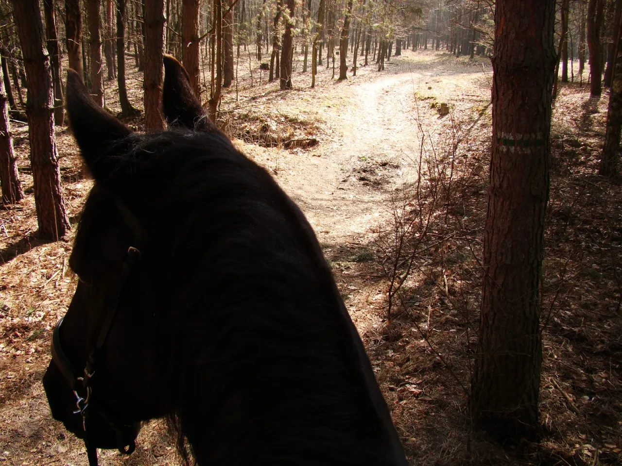 aparat ustaleniowy koń schemat
