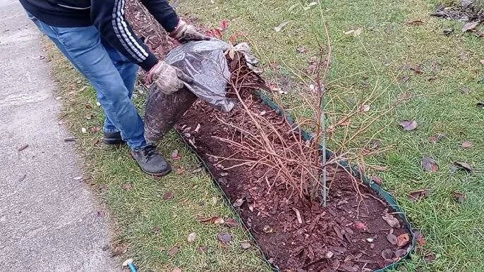 ści&oacute;łkowanie bor&oacute;wek korą sosnową