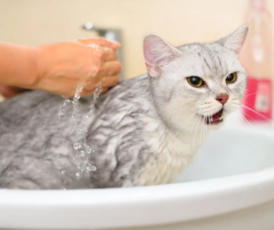 bezpieczna kąpiel kota, kot w wannie