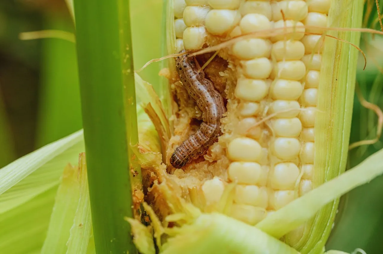 Szkodniki kukurydzy w monokulturze