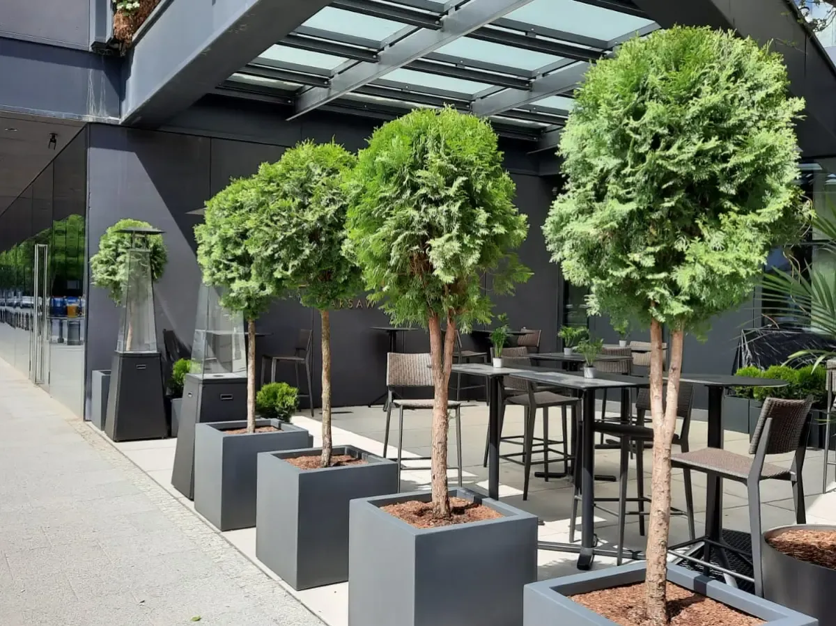 Zimowanie drzew w donicach na tarasie