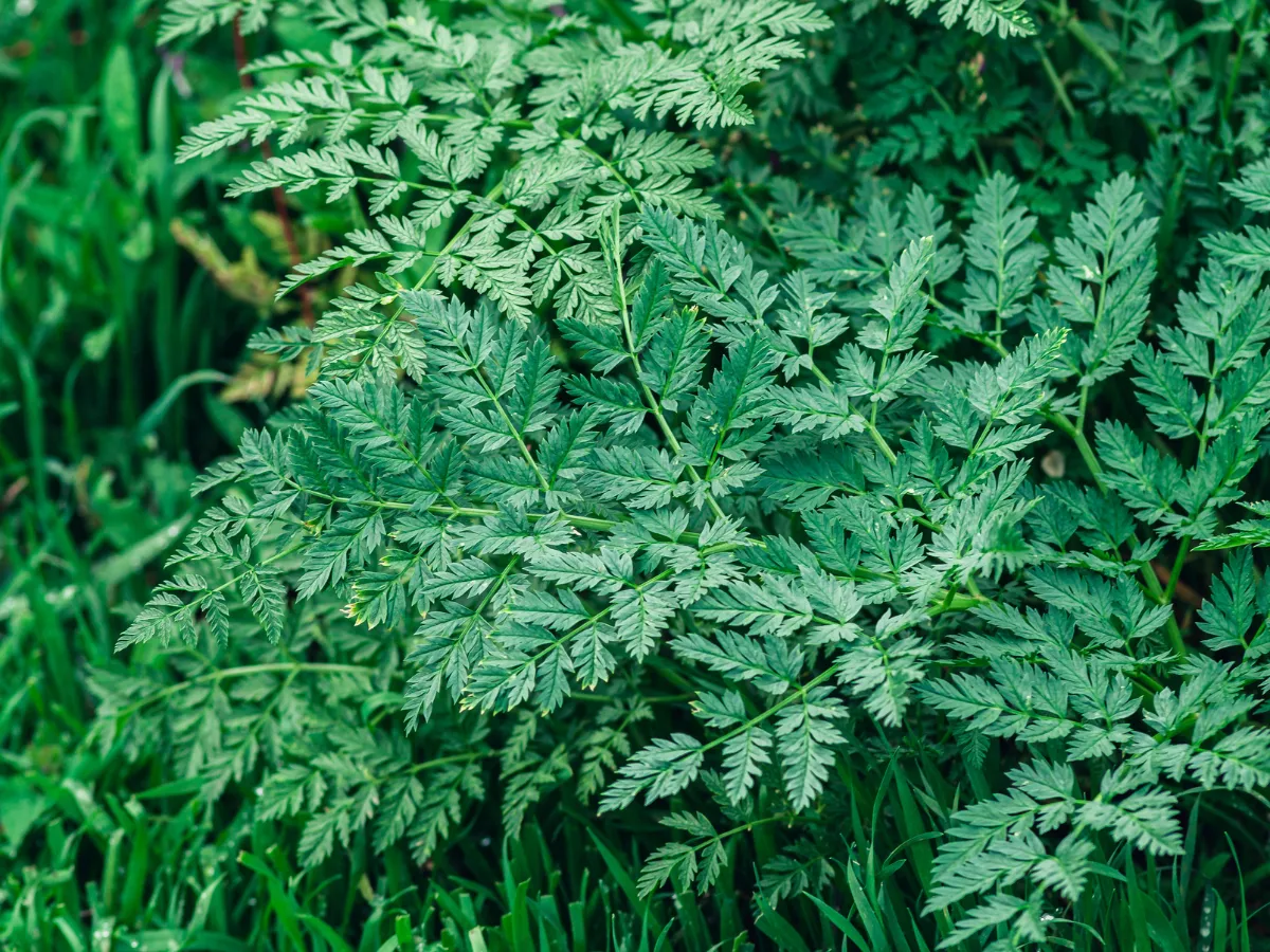 Zdjęcie szaleju jadowitego - roślina i bulwiaste kłącze