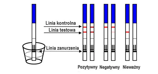 Test ciążowy dla psa kasetkowy jak działa