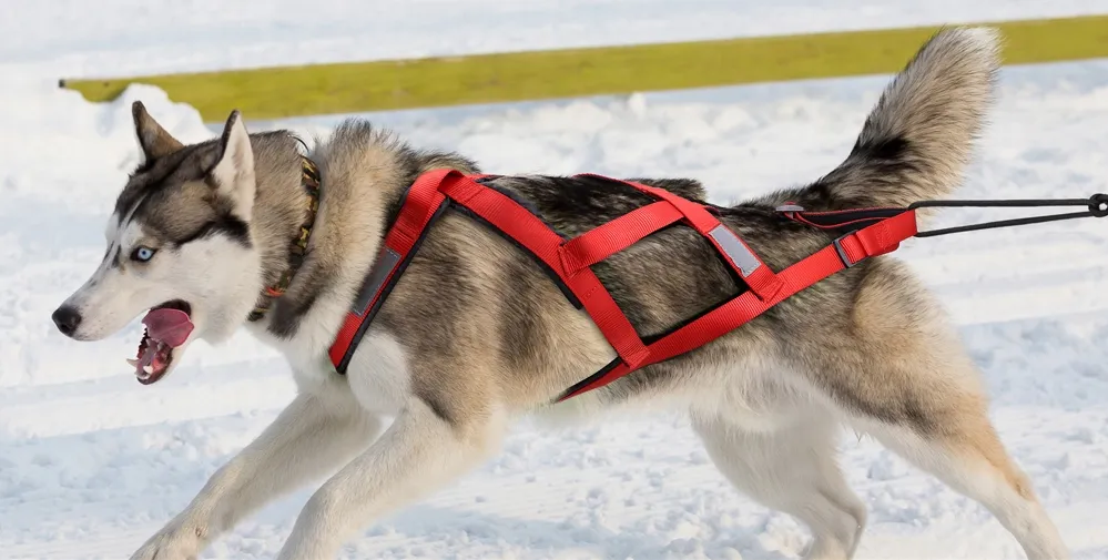 Zdjęcie Jakie szelki dla husky wybrać, aby zapewnić bezpieczeństwo i komfort?
