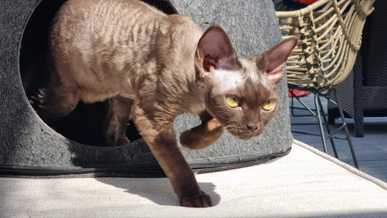 Zdjęcie Gdzie znaleźć Devon Rex na sprzedaż w Polsce - ceny i hodowle