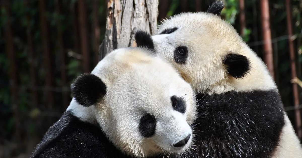 Zdjęcie Czy panda jest zagrożona wyginięciem? Oto prawda o jej statusie ochrony
