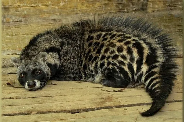 Zdjęcie Kawa kopi luwak: jakie zwierzę wytwarza tę kontrowersyjną kawę?