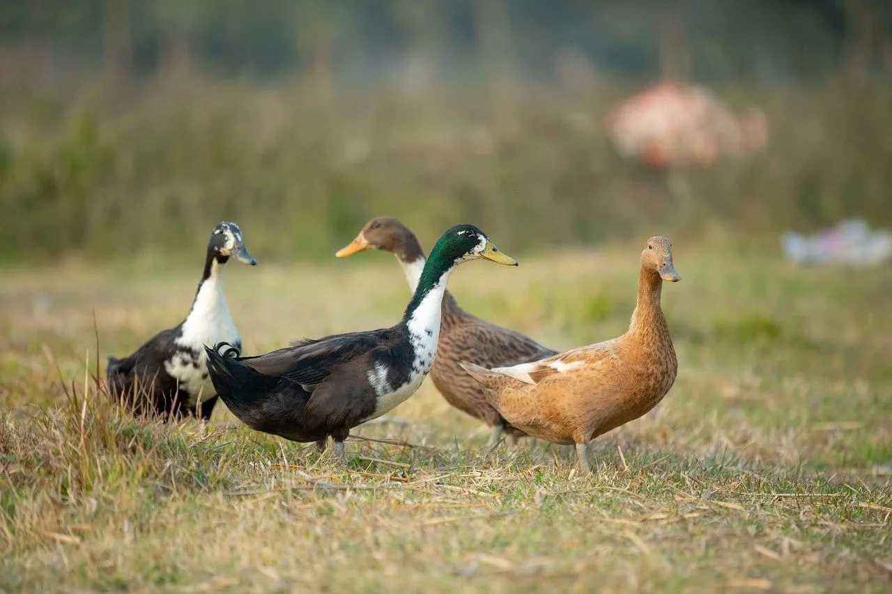 Zdjęcie Kiedy jest sezon na kaczki? Poznaj daty i przepisy łowieckie
