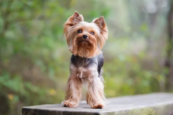 Zdjęcie Czy york uczula? Sprawdź, co musisz wiedzieć przed zakupem psa