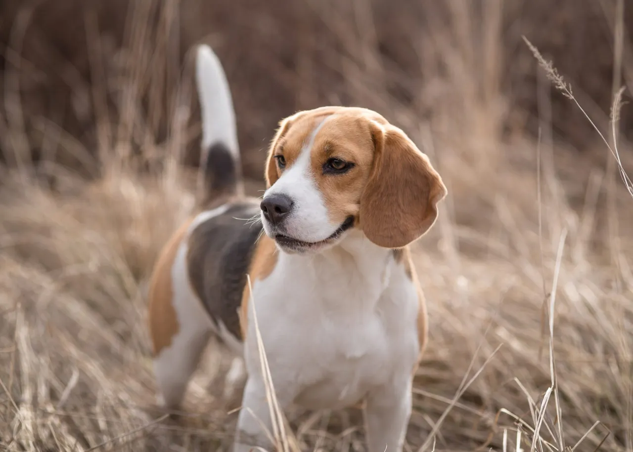 Zdjęcie Jak wytresować beagle, aby uniknąć problemów w przyszłości