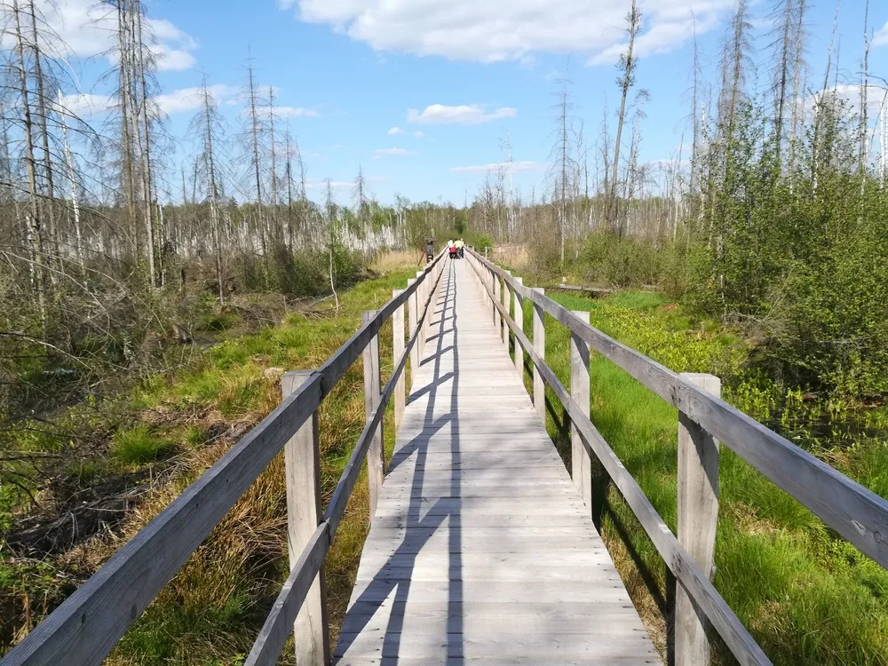 Zdjęcie Rezerwat przyrody Czarny Las – unikalne atrakcje i dzika natura